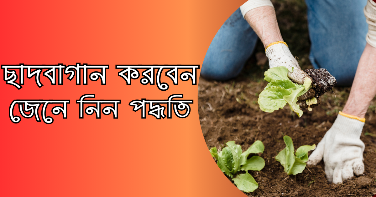 ছাদবাগান করবেন জেনে নিন পদ্ধতি Roof Top Garden Methods in Bengali